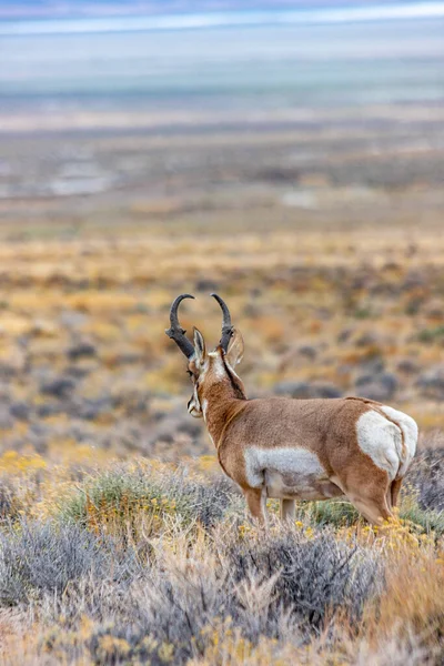 Majestic Old Pronghorn Buck Nel Nevada Orientale Antelope — Foto Stock