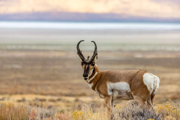 Majestätischer Old Pronghorn Buck Osten Von Nevada Antilope — Stockfoto