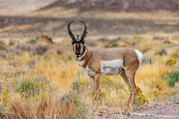Doğu Nevada Daki Majestic Old Pronghorn Buck Antilop Stok Fotoğraf