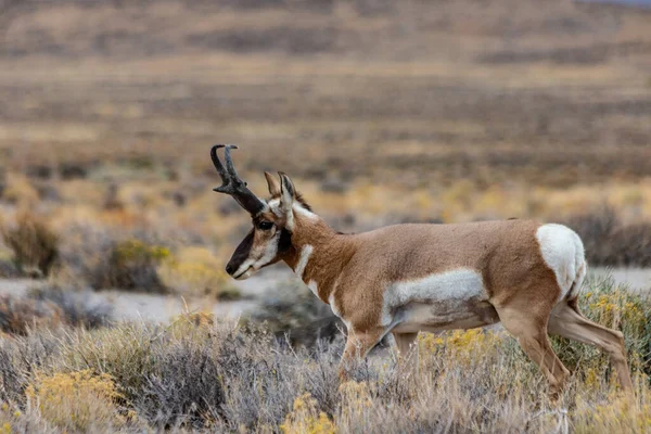 Doğu Nevada Daki Majestic Old Pronghorn Buck Antilop Telifsiz Stok Fotoğraflar