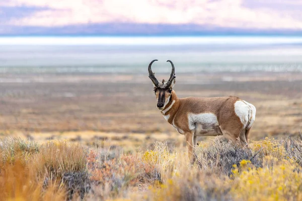 Doğu Nevada Daki Majestic Old Pronghorn Buck Antilop Stok Resim