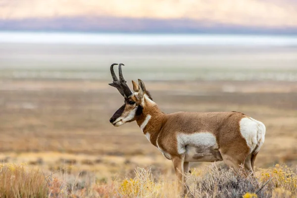 Doğu Nevada Daki Majestic Old Pronghorn Buck Antilop - Stok İmaj
