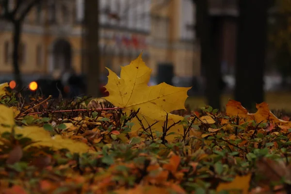 Yellow maple leaf on the autumn grass. Blurred urban background. — Stock Photo, Image