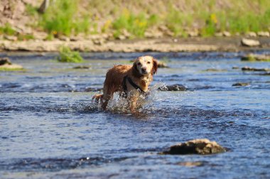 Islak kızıl saçlı köpek suyun üzerinde koşar ve sallanır..