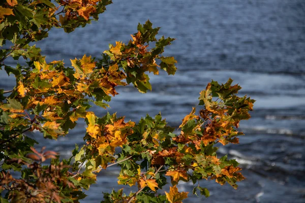 짙은 청색 수면 위에 푸른 단풍 잎 과 오렌지 단풍 잎이나 있다 — 스톡 사진
