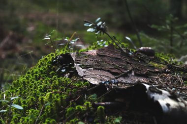 Yeşil yosun ve çimlerle kaplı bir ağaç kabuğu parçası ile ormanda bir tümsek