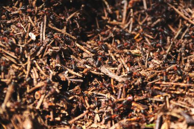 Karınca yuvasında bir sürü büyük kahverengi karınca.