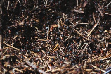 Karınca yuvasında bir sürü büyük kahverengi karınca.