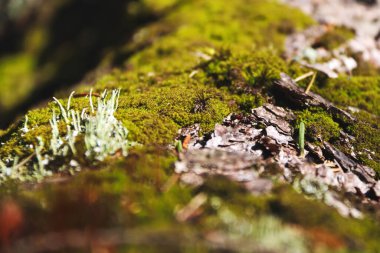 Düşen ağaçta yeşil yosun