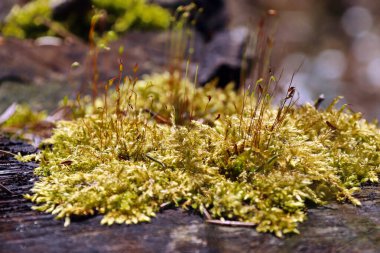 Sarı yosun, devrilmiş bir ağaca yakın plan.