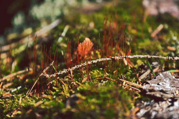 Düşen ağaçta yeşil yosun