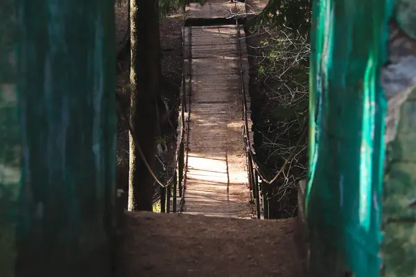 Ormandaki karanlık bir vadide asma köprü.