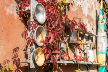 Terk edilmiş bir evin turuncu duvarında eski merdivenler, alüminyum kaseler ve kırmızı sarmaşık.