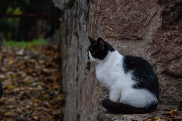 Gato preto e branco sentado em uma parede de pedra em um parque de outono — Fotografia de Stock