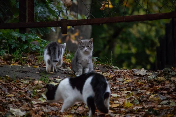 Macskák sétálnak a parkban zöld fűben és őszi levelekben — Stock Fotó