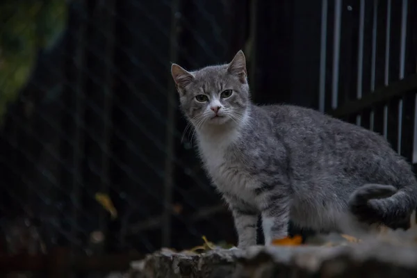 Retrato de um gato cinza na frente de uma cerca de metal — Fotografia de Stock