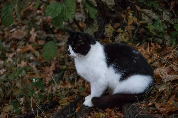 Gato preto e branco no parque em grama verde e folhas de outono — Fotografia de Stock