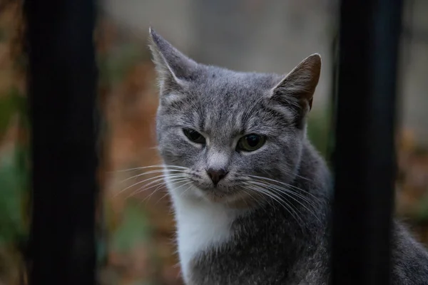 Retrato de um gato cinza atrás de uma cerca de metal — Fotografia de Stock