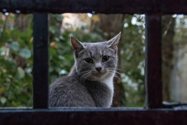 Portrait d'un chat gris derrière une clôture métallique — Photo