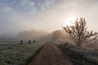 Orman iz Trigorskoye çiftliğine frost ile kaplı
