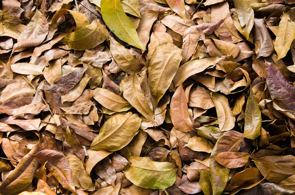 Pila de hojas secas — Foto de Stock