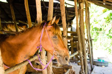 Doğadaki at. Bir atın portresi, kahverengi at.