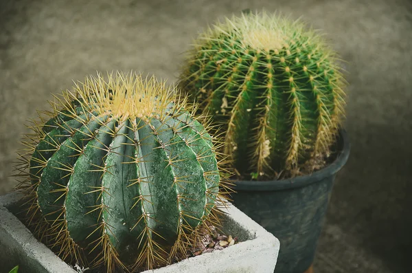 Cactus Een Pot — Stockfoto