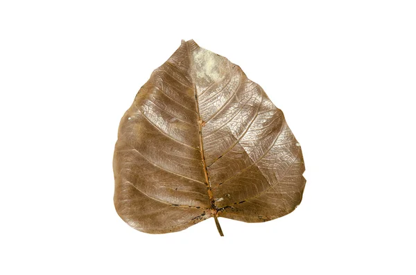 Сухой лист изолирован — стоковое фото
