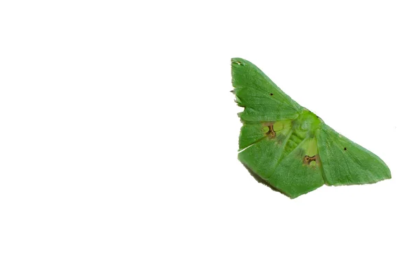 Vlinder groen geïsoleerd — Stockfoto