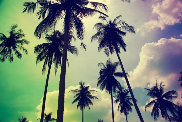 Coconut tree Vintage — Stock Photo, Image