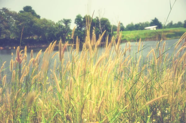 Kwiat trawy Vintage — Zdjęcie stockowe