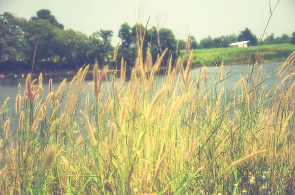 Flower grass Vintage — Stock Photo, Image