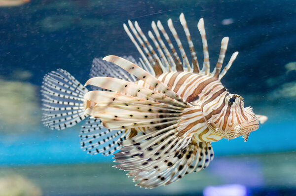 Lion fish in the blue water. Selective focus.