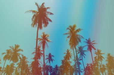 Hindistan cevizi palmiyeleri