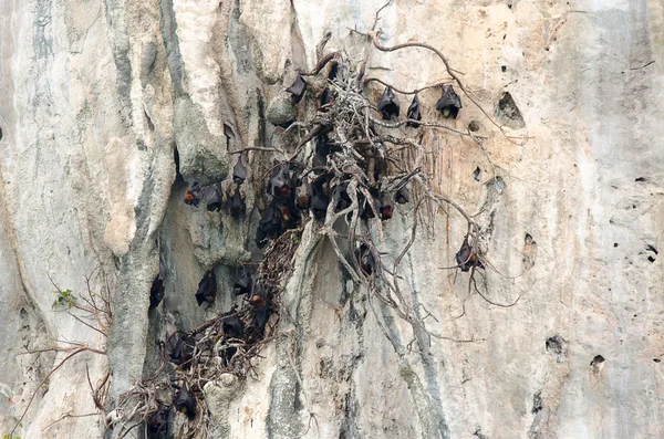 Gruppen Von Schlafenden Fledermäusen Der Höhle Kleine Mausohr — Stockfoto