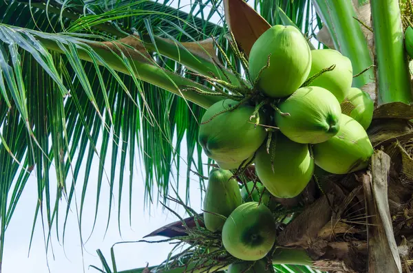 Palmy Kokosowe Drzewo Plaży Ładny Niebieski Niebo — Zdjęcie stockowe