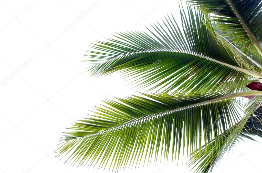 Coconut leaves white background Stock Photo by ©aoo8449 112516618