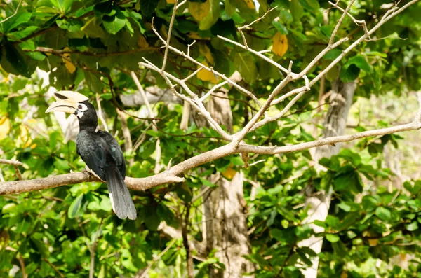 Hornbill en el árbol — Foto de Stock