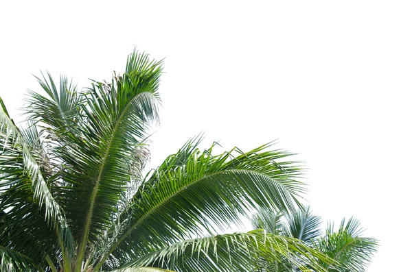 Coconut leaves background — Stock Photo, Image