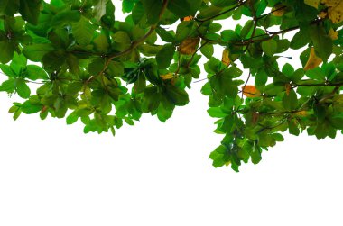 yeşil yapraklar arkaplan