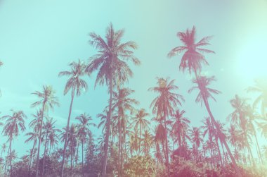 Hindistan cevizi ağacı Vintage