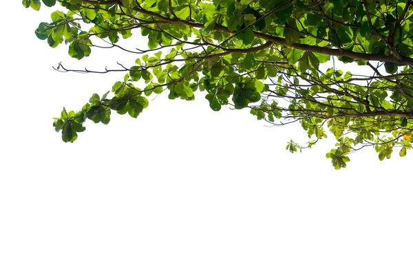 Hojas verdes fondo blanco — Foto de Stock