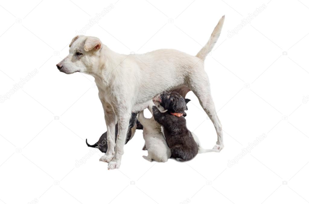 Puppy Dog breastfeeding
