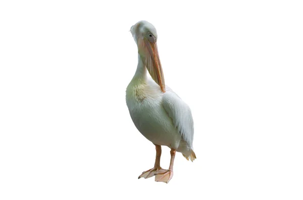 Różowy Ptak Pelikan Białym Tle — Zdjęcie stockowe