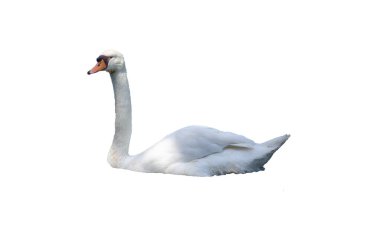 beyaz kuğu, beyaz arkaplanda izole