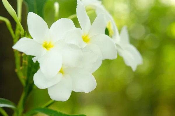 Vita orkidéer — Stockfoto