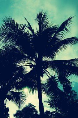 palmiye ağaçları vintage