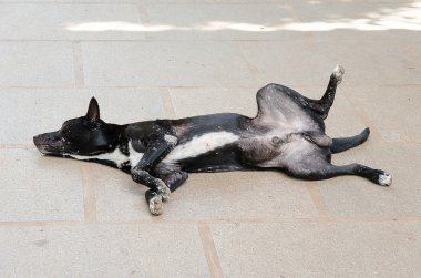 Köpek yerde yatıyor.