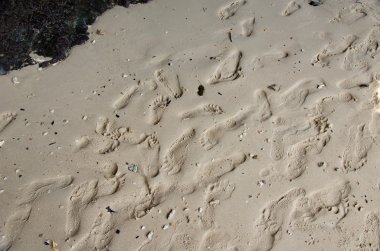 Kumda ayak izleri
