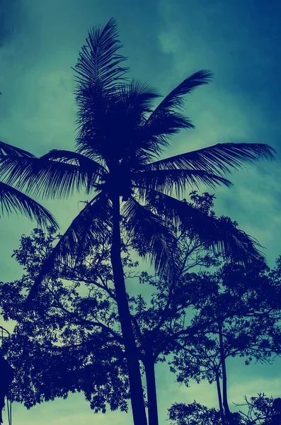 Palm trees vintage — Stock Photo, Image